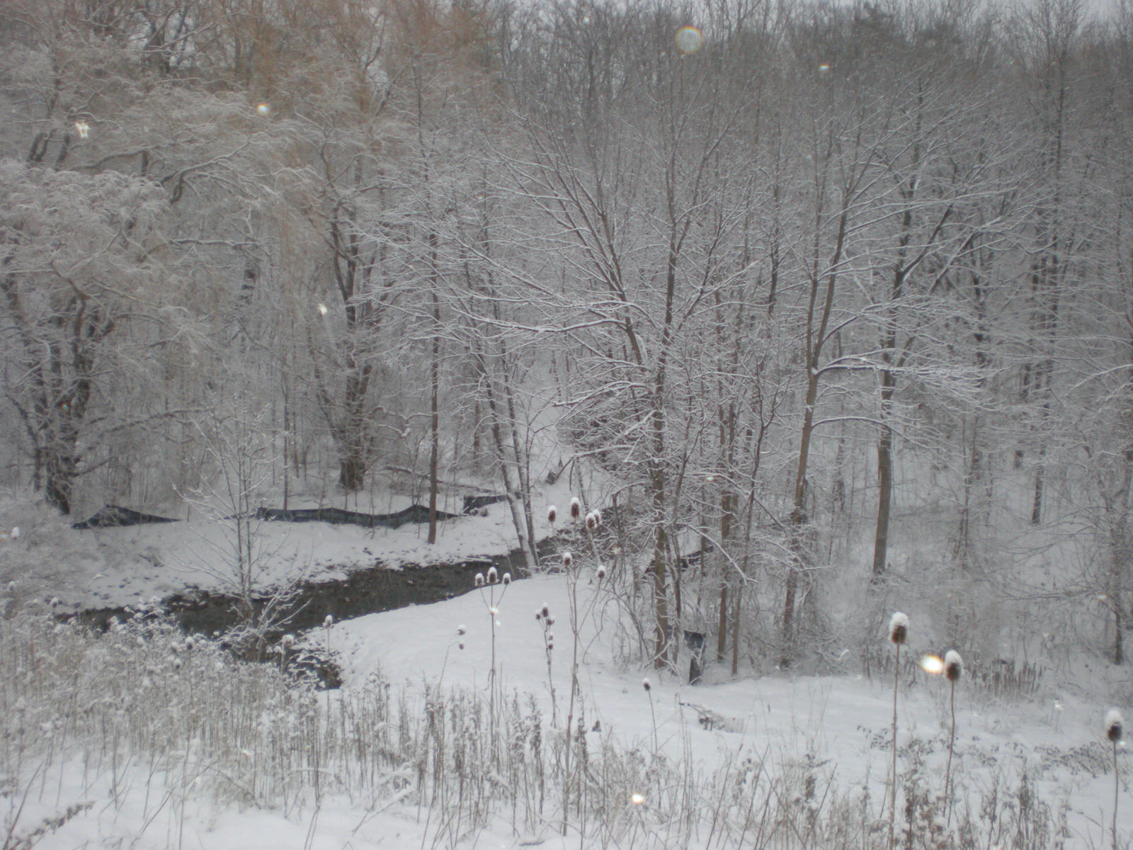 Snow falling over a wooded creek in Winnipeg in winter