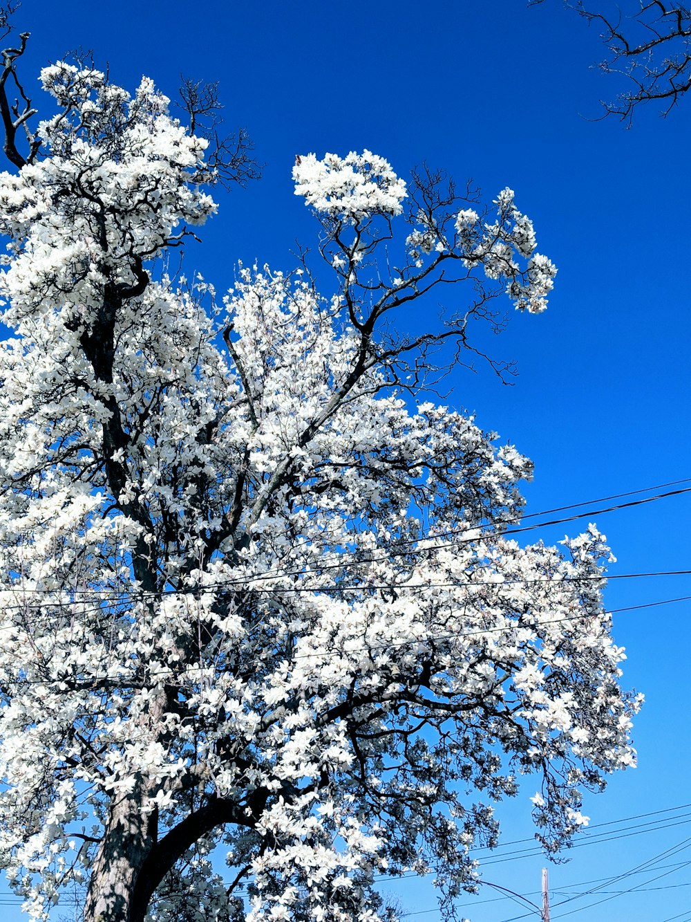 a large tree with white flowers in front of a blue sky