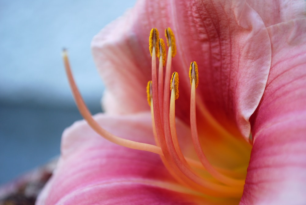 a close up of a pink flower with yellow stamen