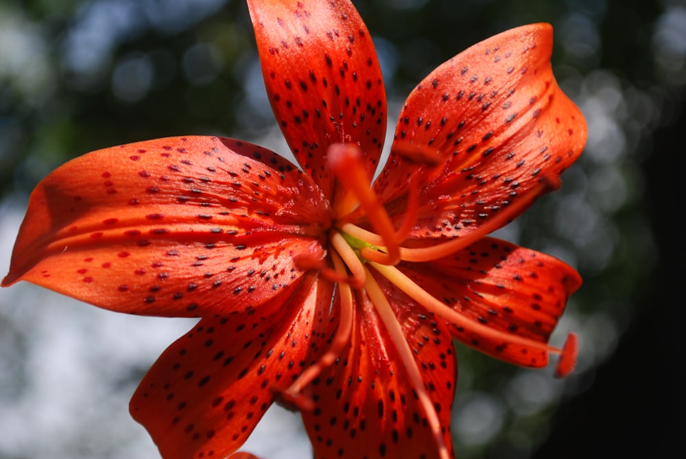 a red flower with black spots on it