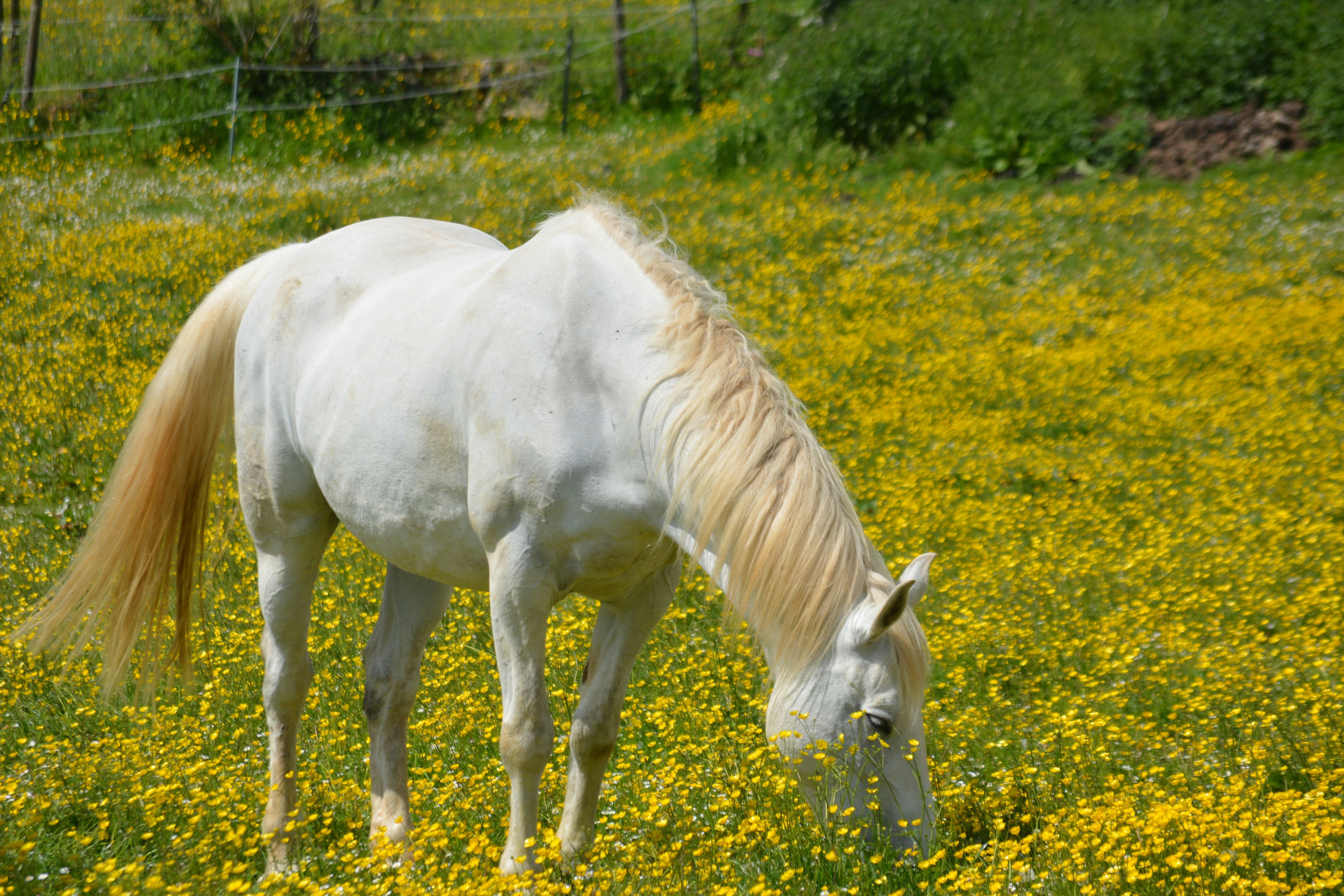 a white horse grazing in a field of yellow flowers