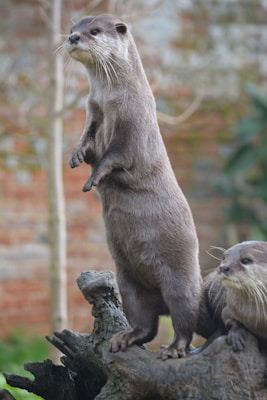 Otter standing on a log