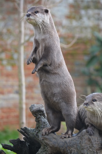 Otter on a log