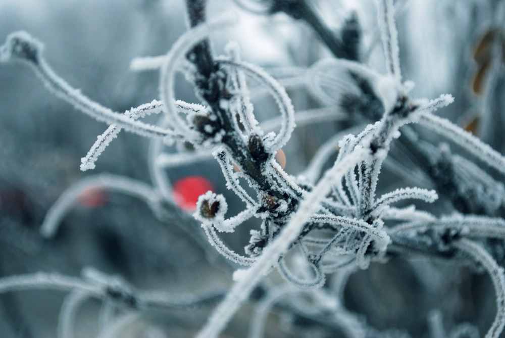 a close up of a tree branch with ice on it
