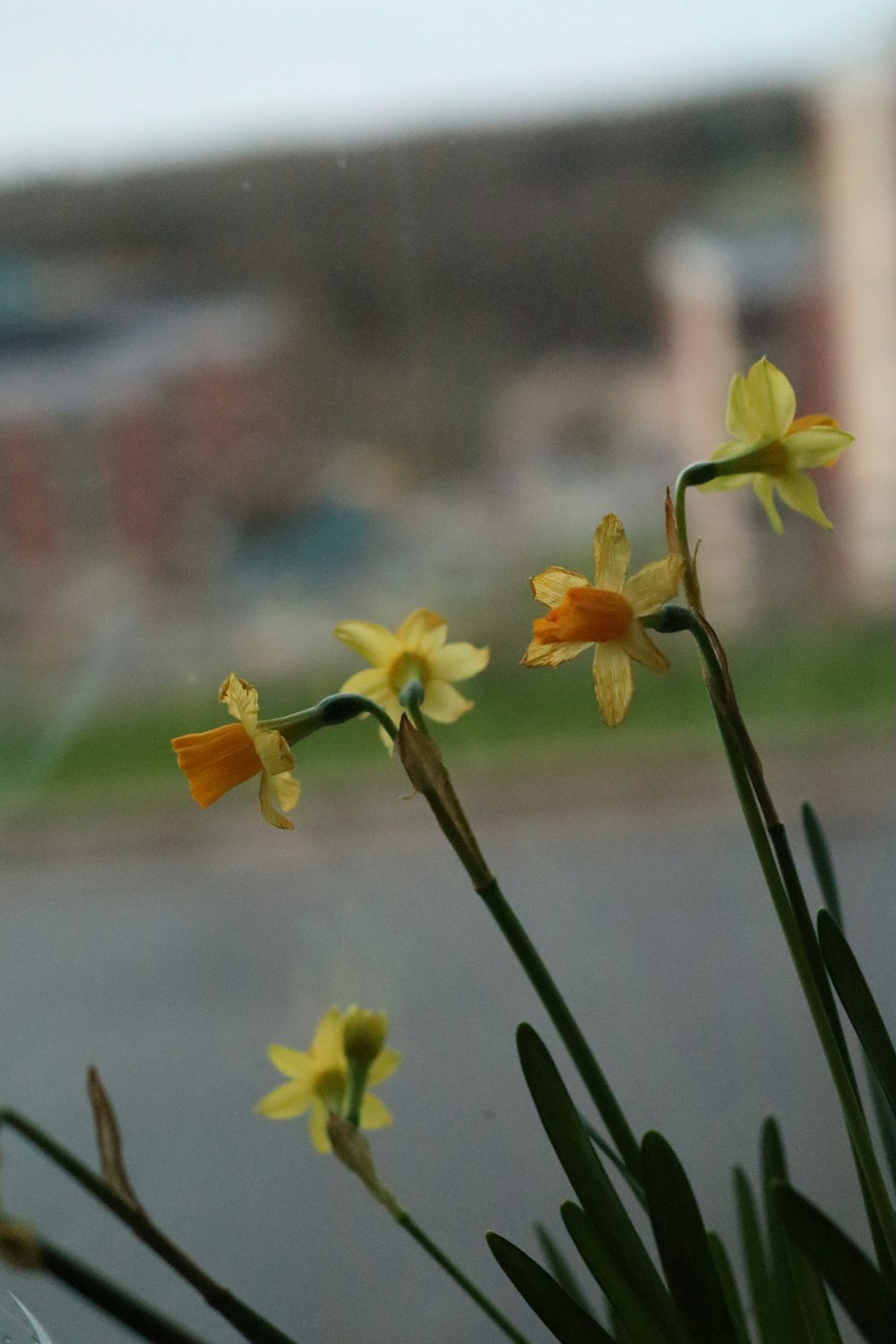 a vase filled with yellow flowers sitting on top of a window sill