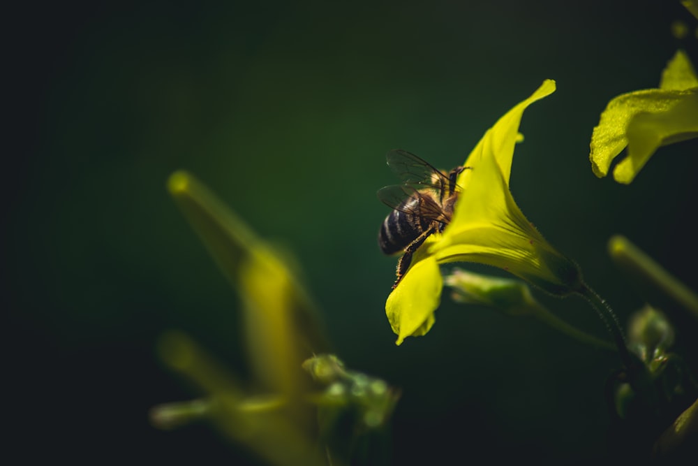 노란 꽃 위에 앉아있는 꿀벌