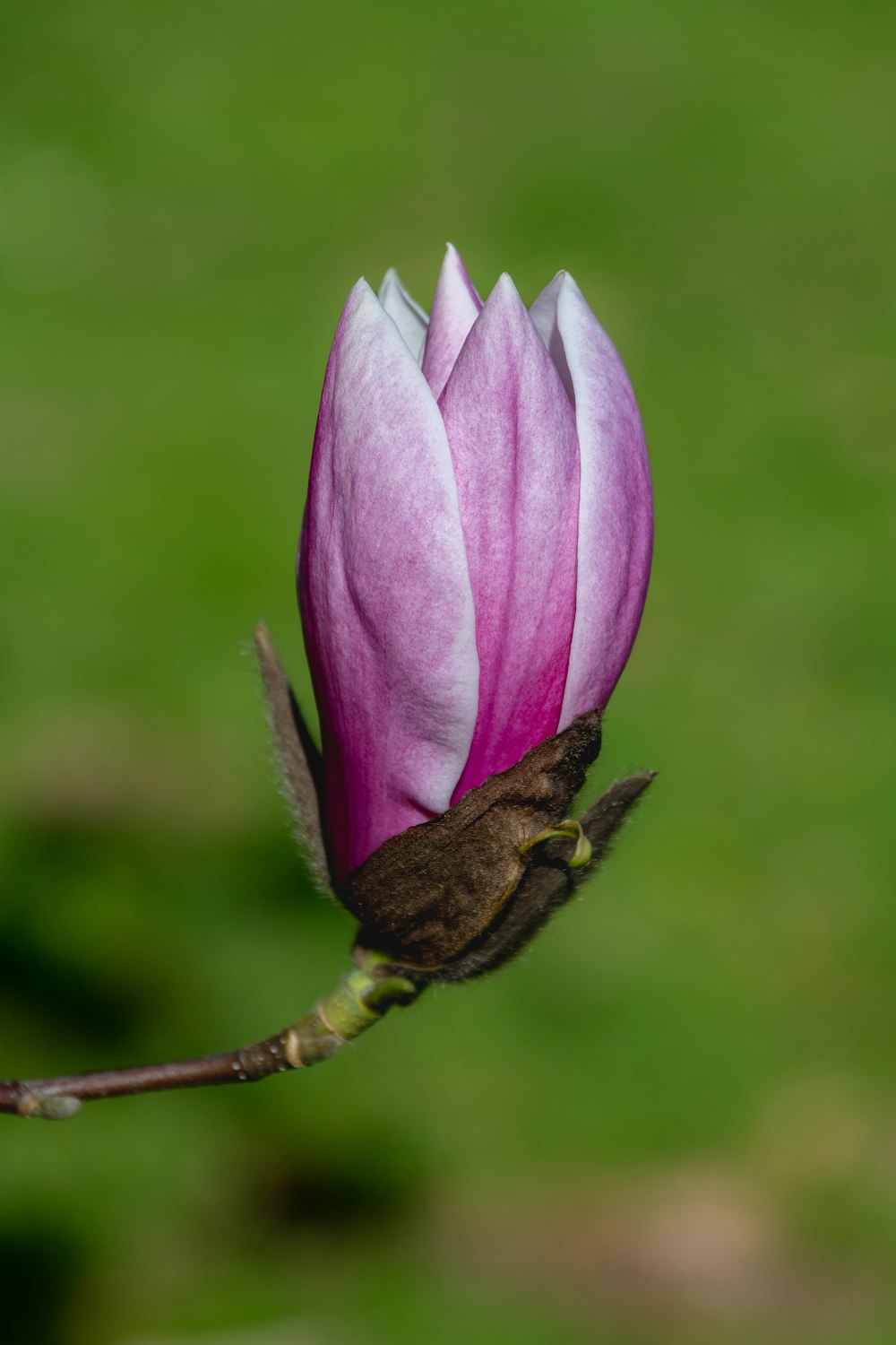 a pink flower with a green field in the background