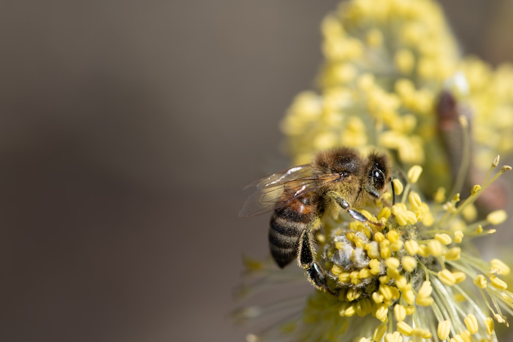 un gros plan d’une abeille sur une fleur