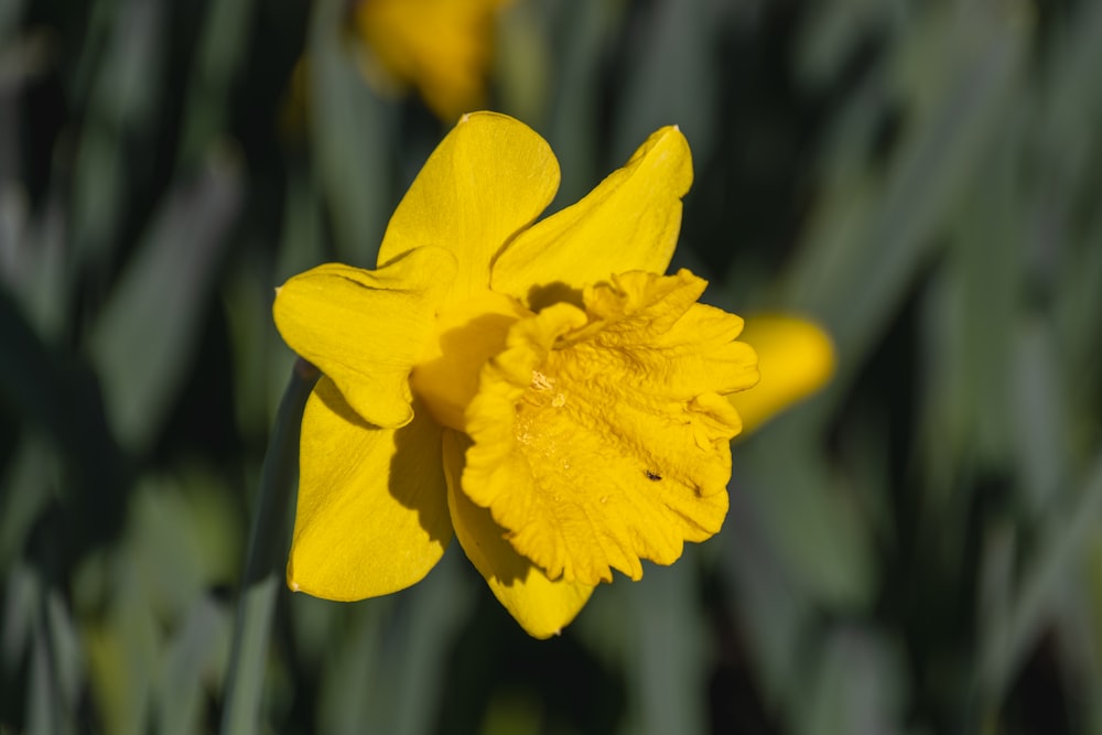 a close up of a yellow flower in a field