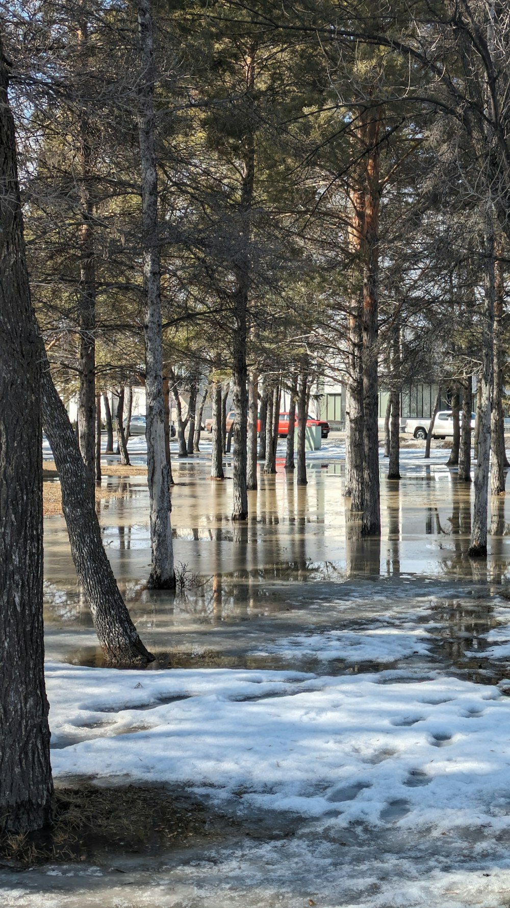 a flooded area with trees and a bus in the distance