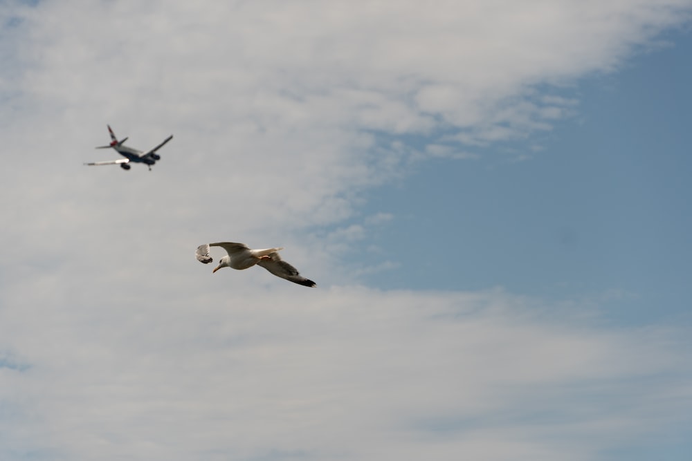 two birds flying in the sky with a plane in the background
