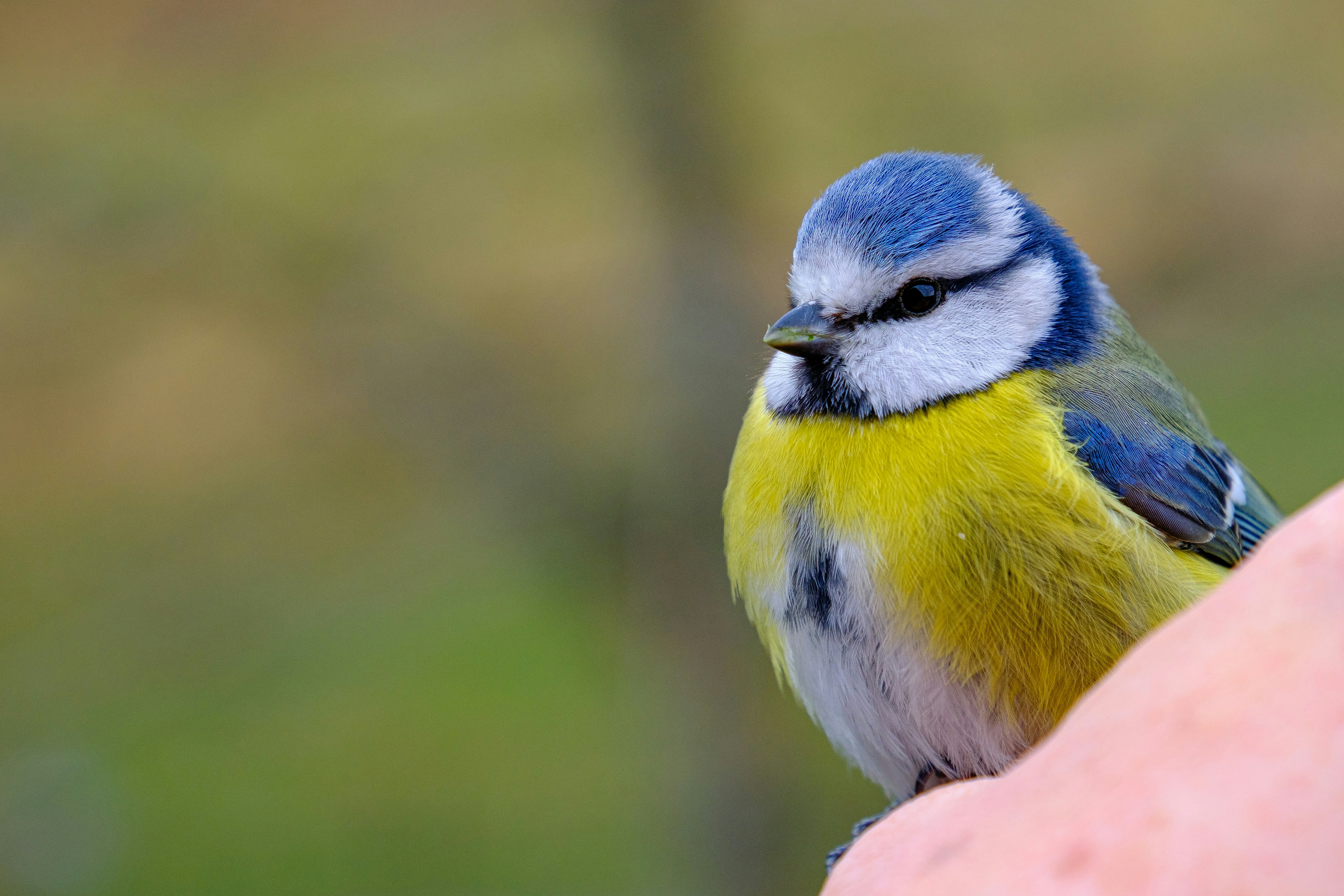 Photo by paulschnuerle