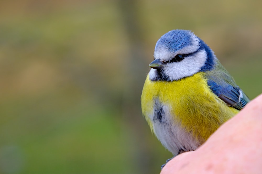 a small blue and yellow bird sitting on a person's arm