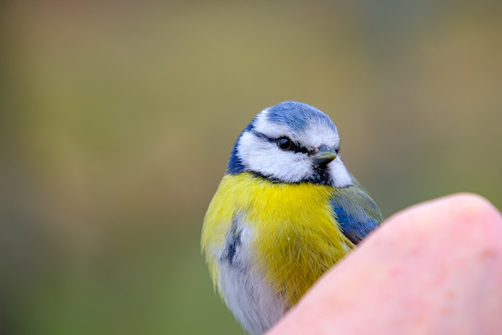 a small blue and yellow bird perched on someone's hand