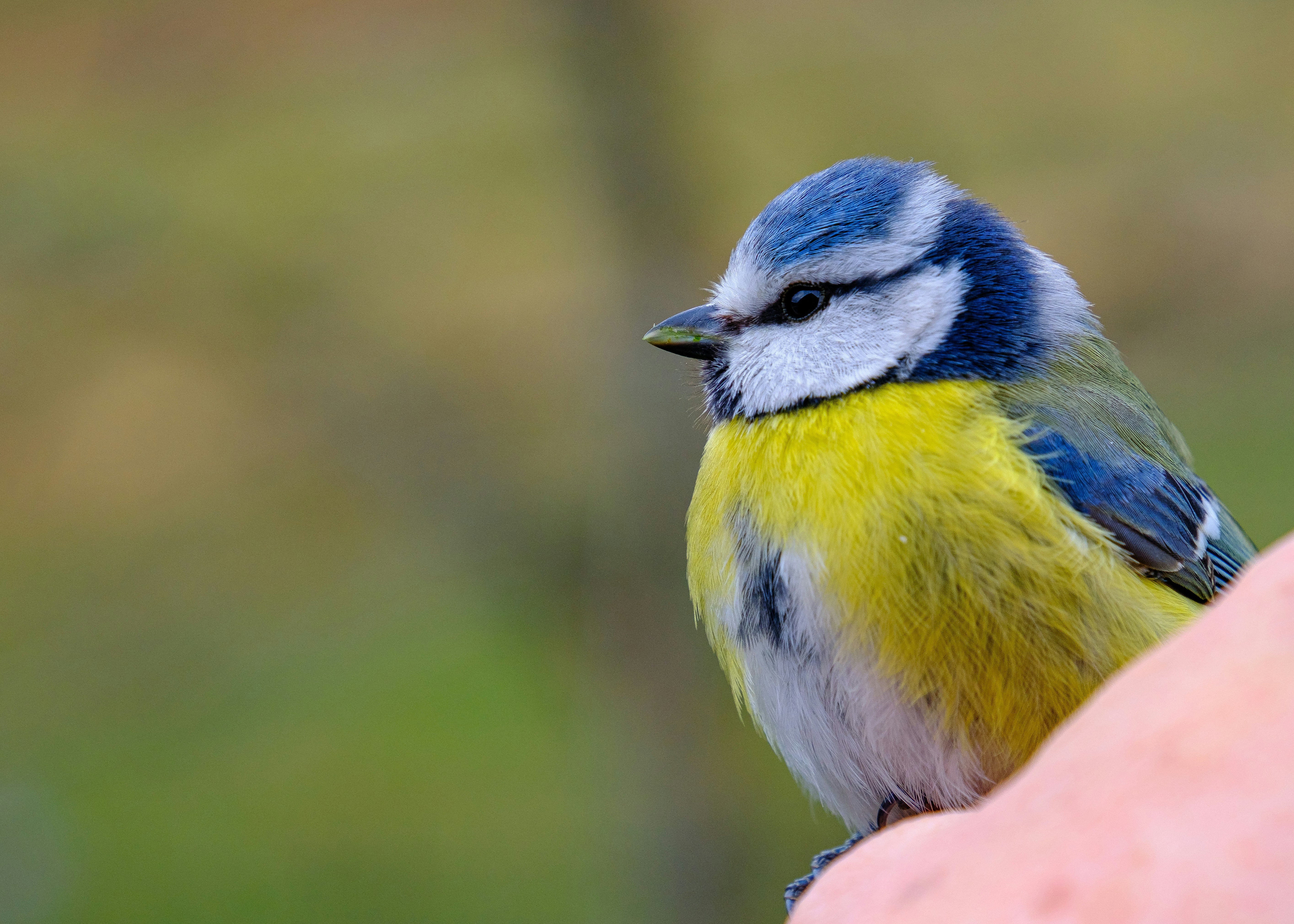 Photo by paulschnuerle