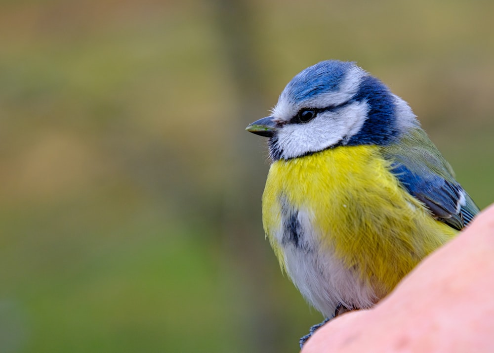 a blue and yellow bird sitting on a persons hand