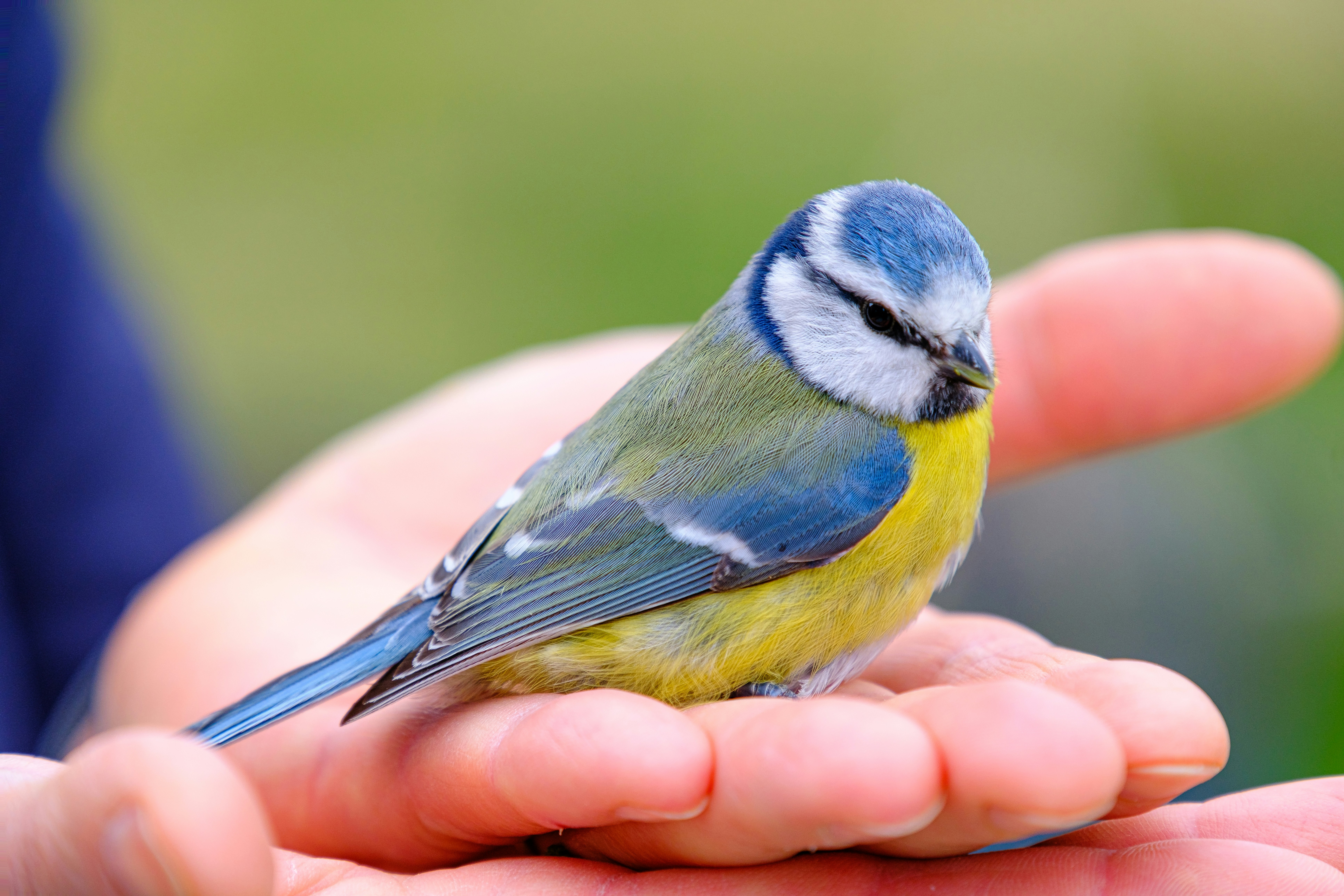 a small blue and yellow bird sitting on someone's hand