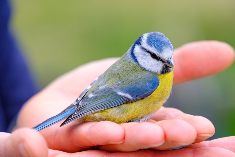 a small blue and yellow bird sitting on someone's hand