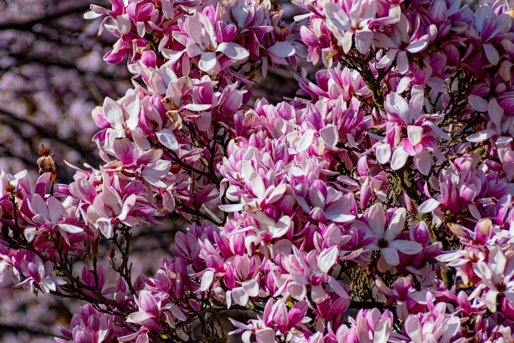 a tree filled with lots of purple flowers