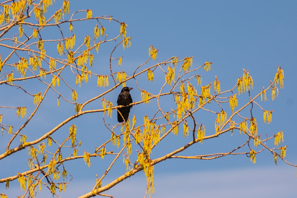 a black bird sitting on top of a tree branch