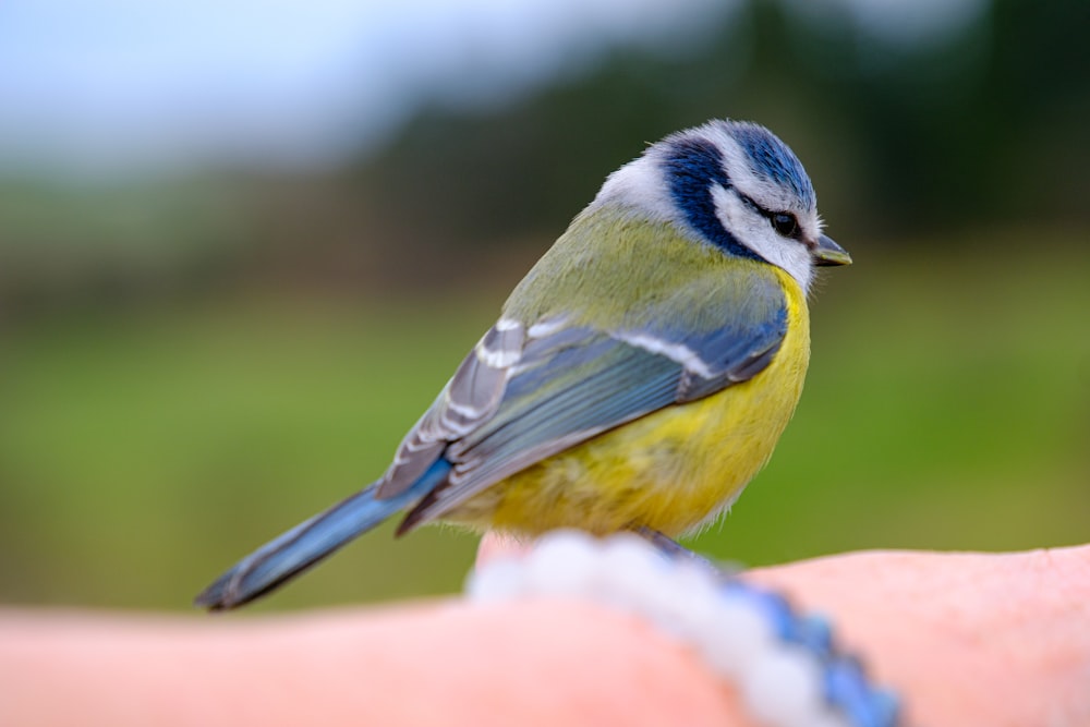 a small blue and yellow bird perched on someone's arm