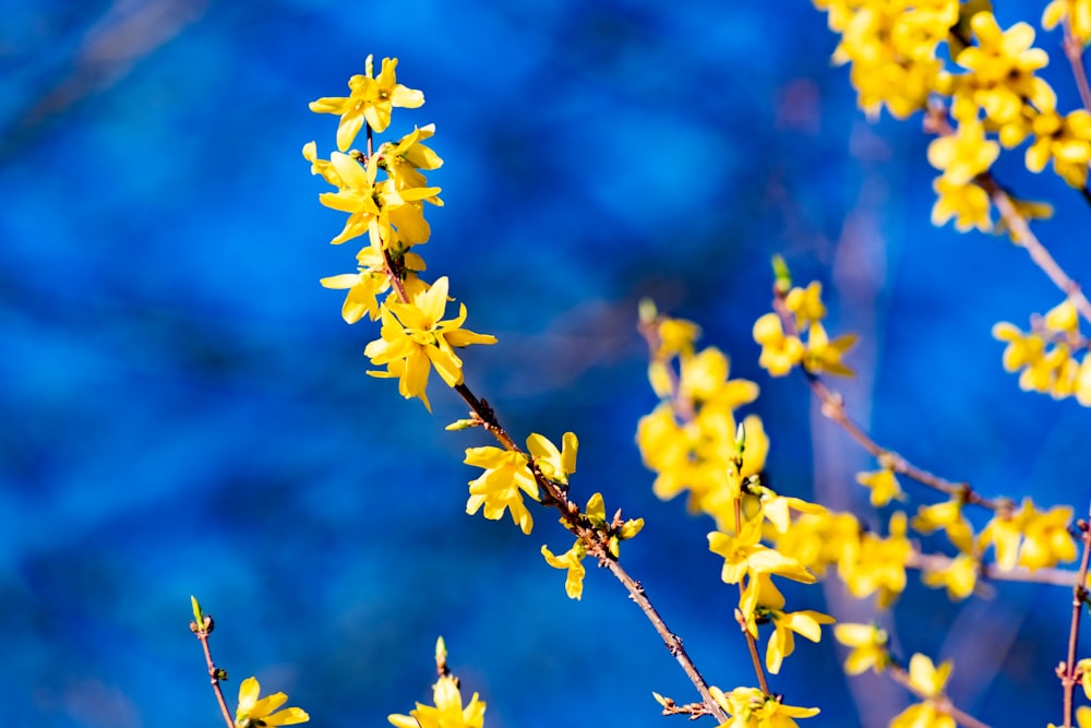 a branch with yellow flowers against a blue background