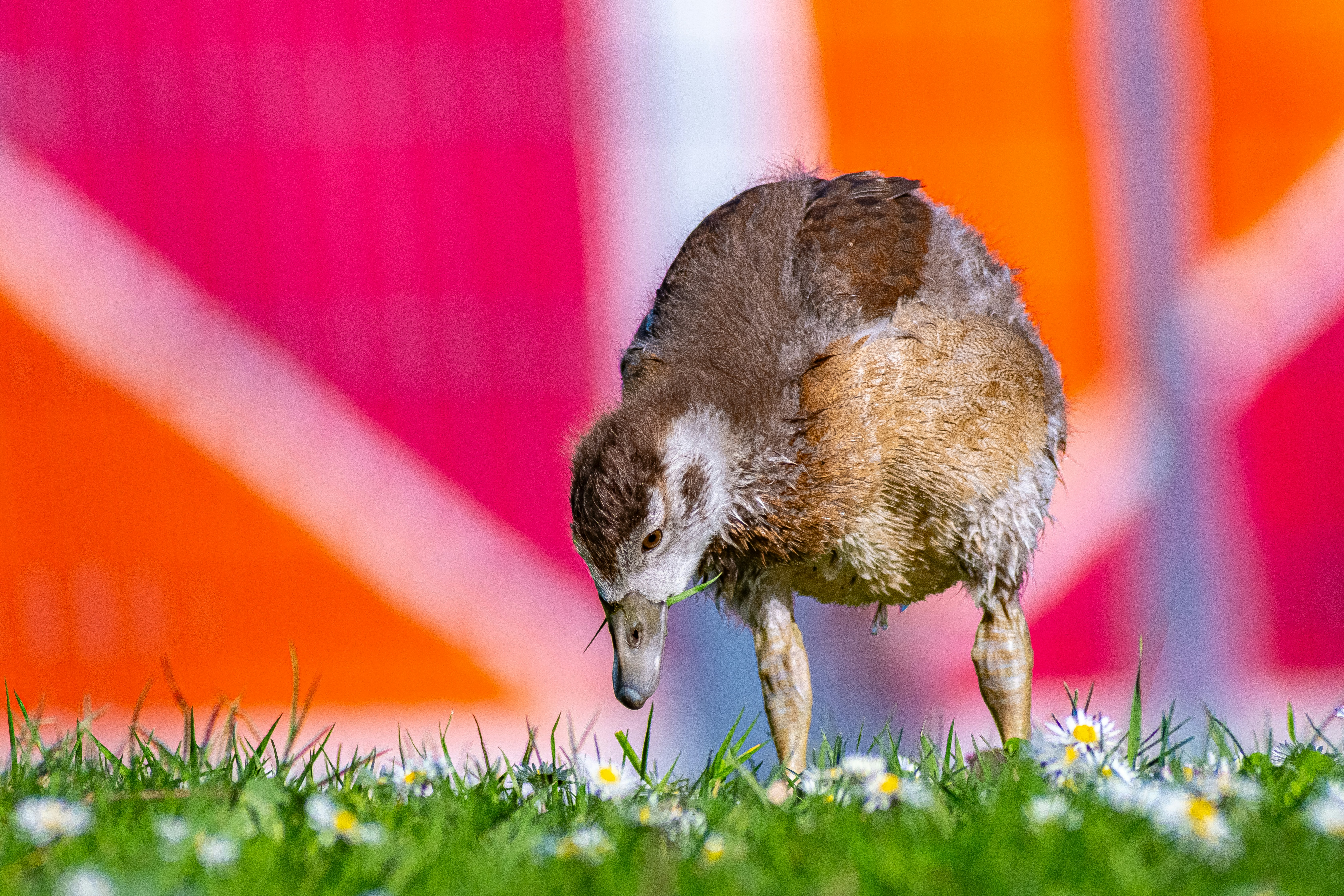 a bird standing on top of a lush green field