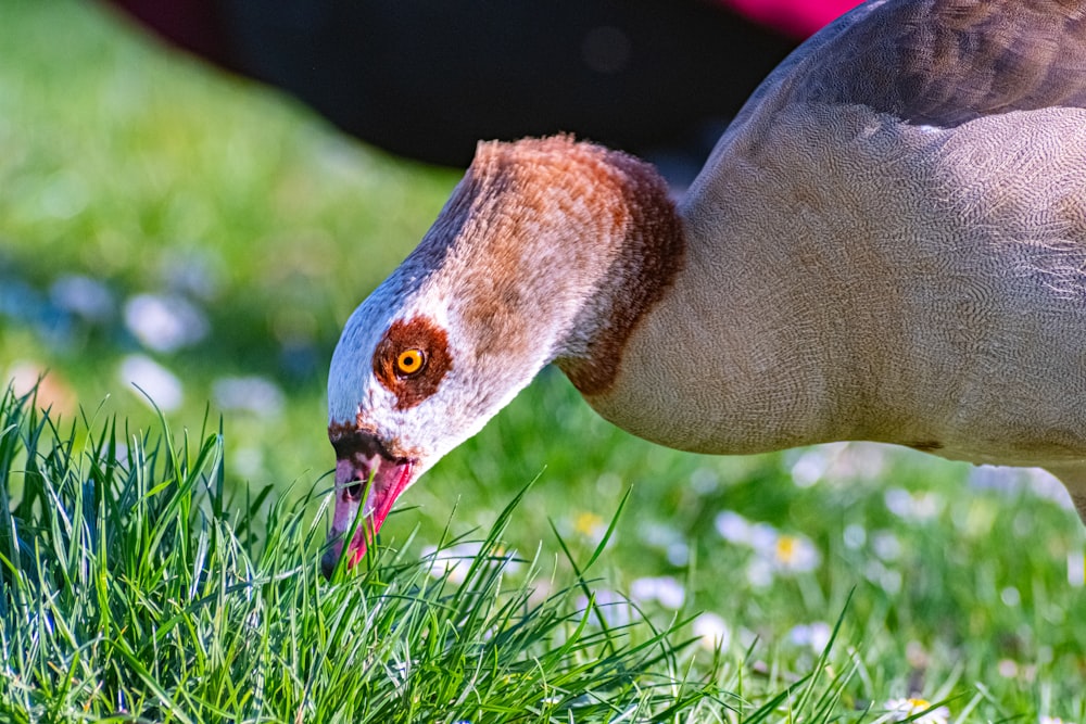 a close up of a bird with its mouth open