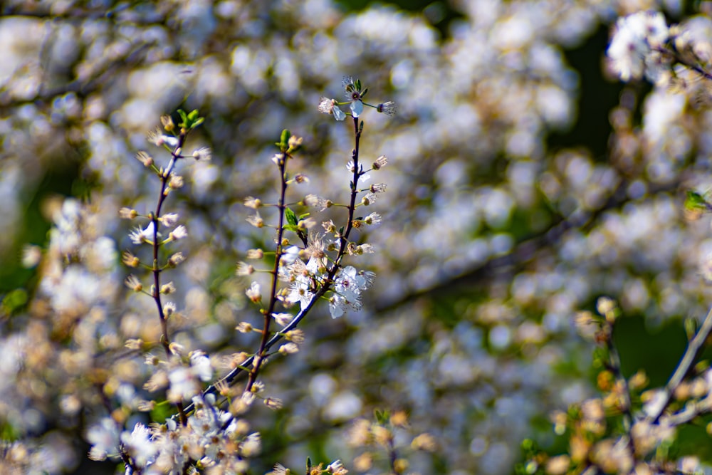 a close up of a tree with white flowers