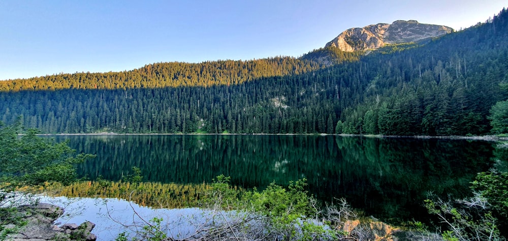 a large body of water surrounded by a forest