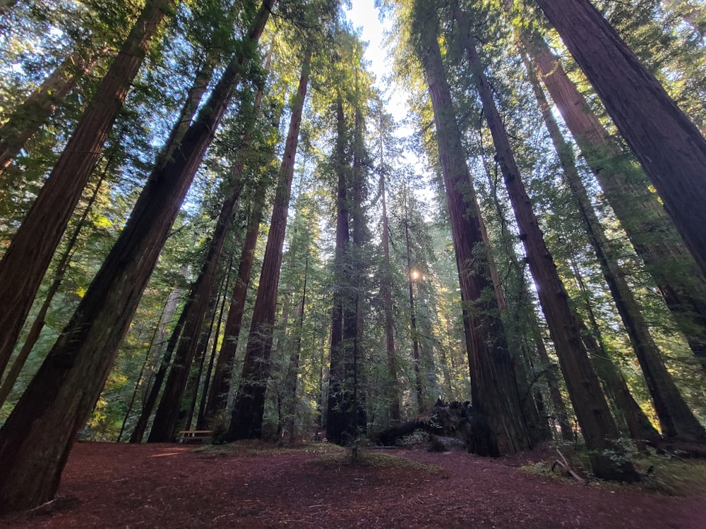 a forest filled with lots of tall trees