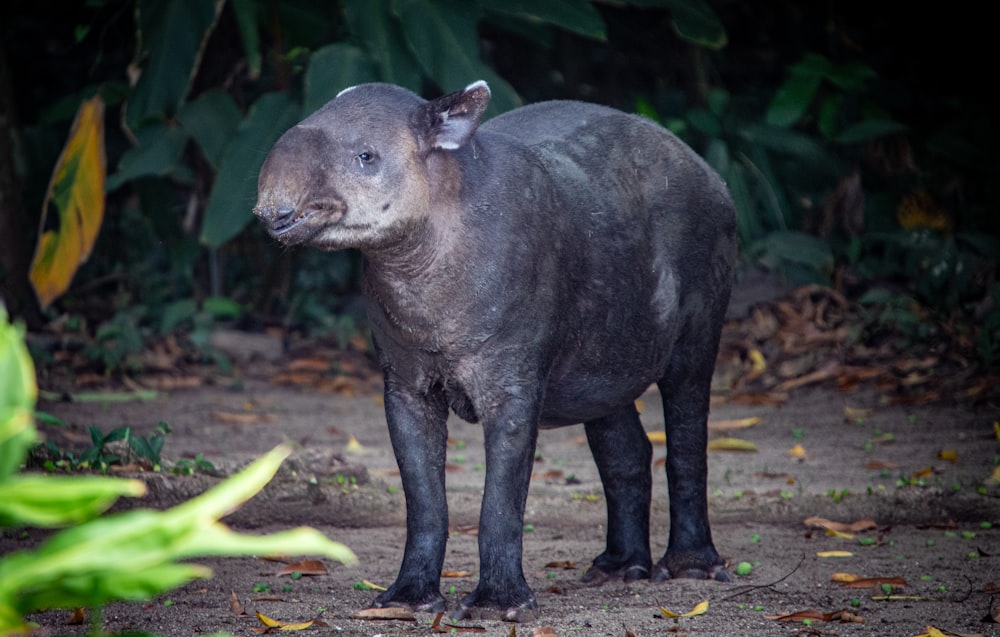 a small animal standing on a dirt road