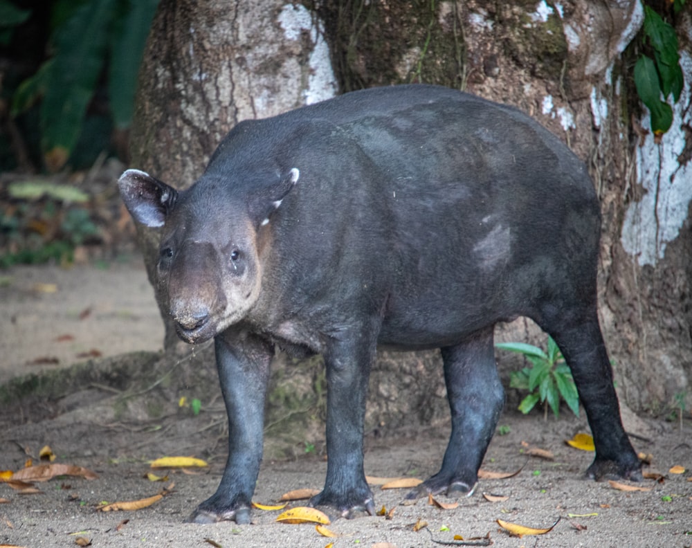 a large black animal standing next to a tree