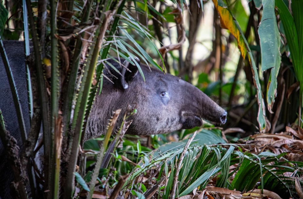 gros plan d’un petit animal dans une forêt