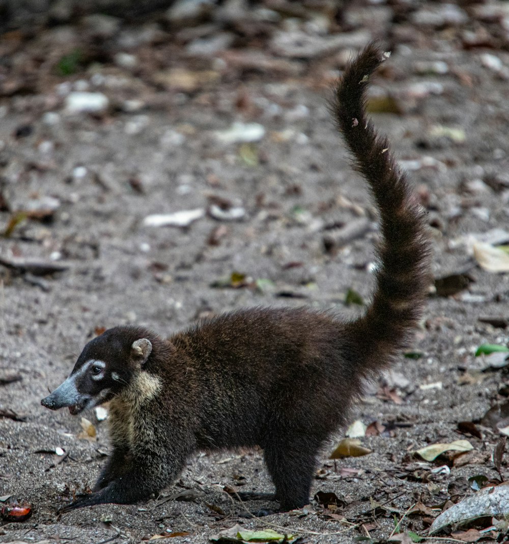 a small animal standing on top of a dirt field