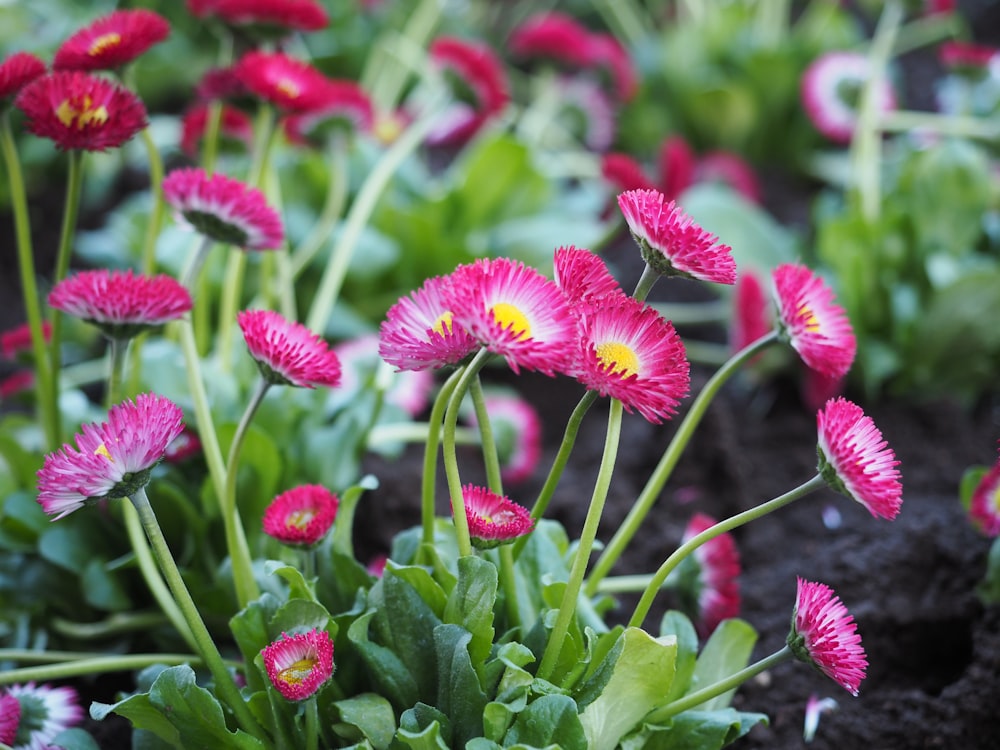 a bunch of flowers that are in the dirt