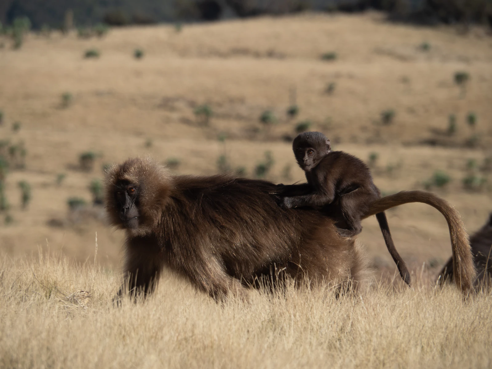Geladas in the Simien Mountains, Ethiopia