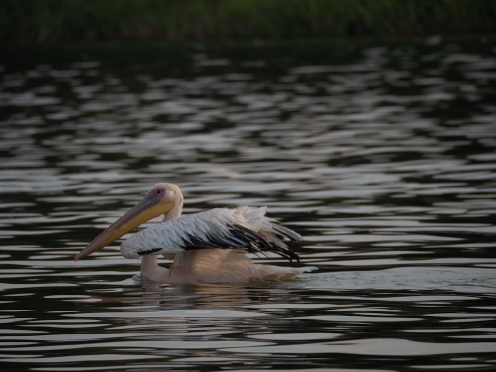 a pelican floating on top of a body of water