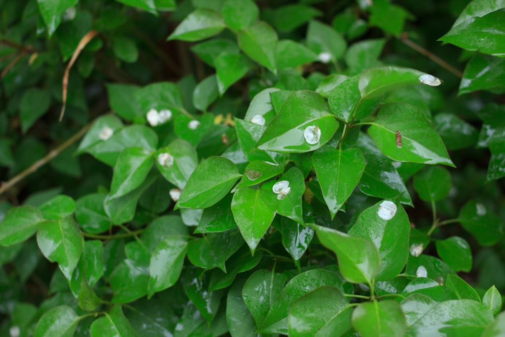 a close up of a green leafy plant with drops of water on it