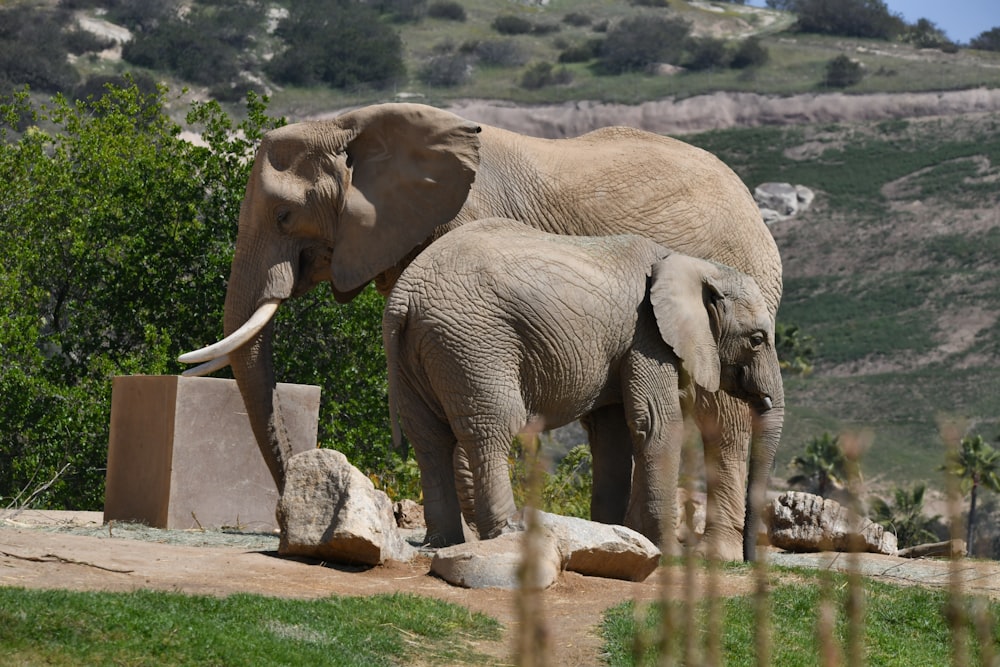 um par de elefantes de pé um ao lado do outro
