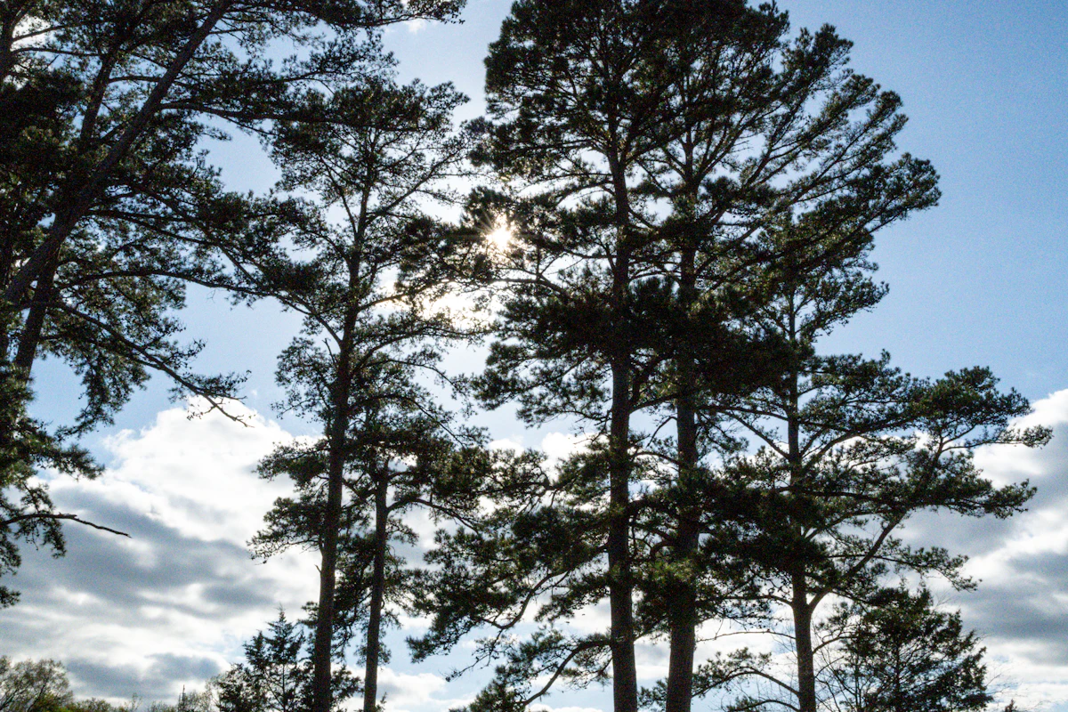 Tall pines silhouetted against a cloudy sky with the sun behind them