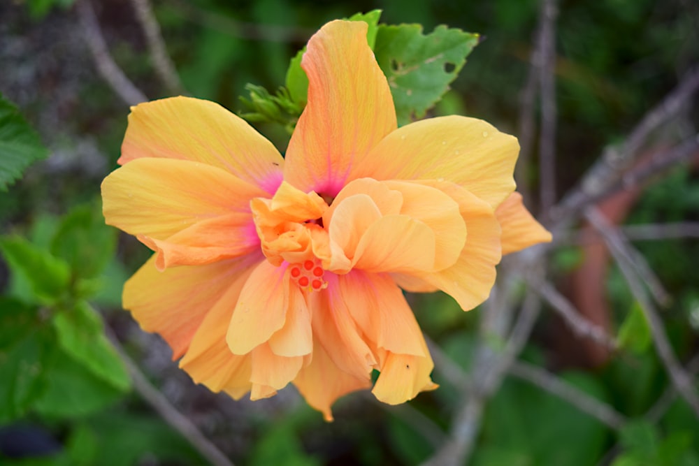 a close up of a yellow flower with green leaves in the background