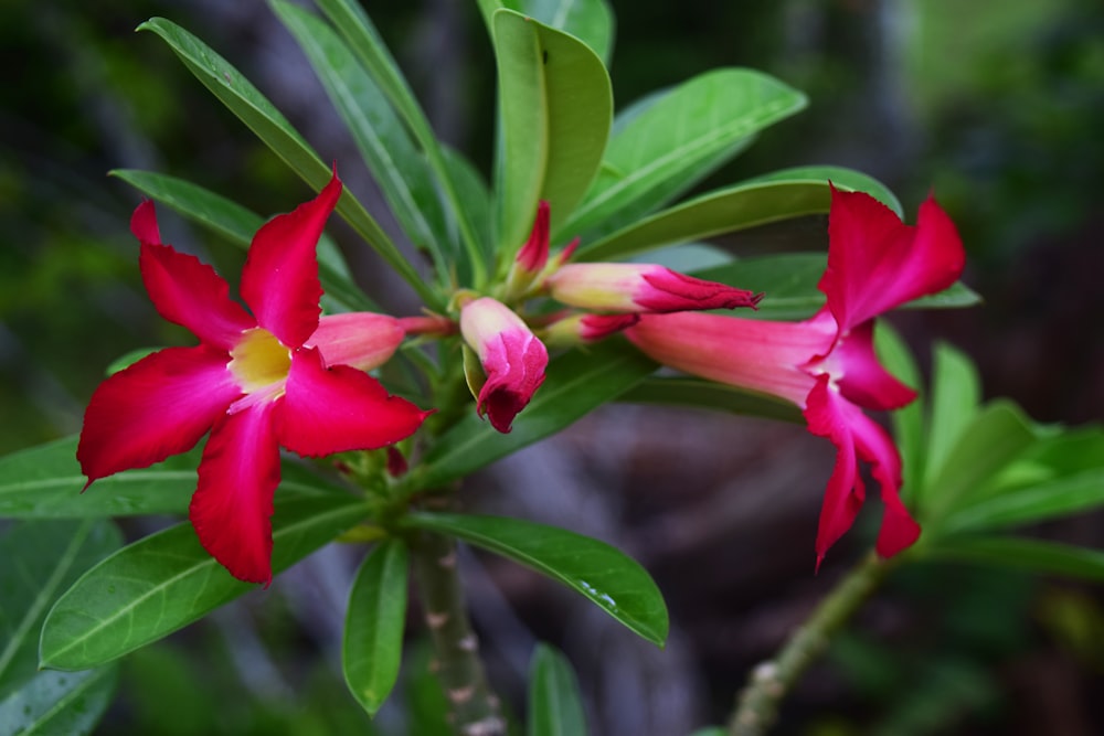 a close up of a red flower with green leaves