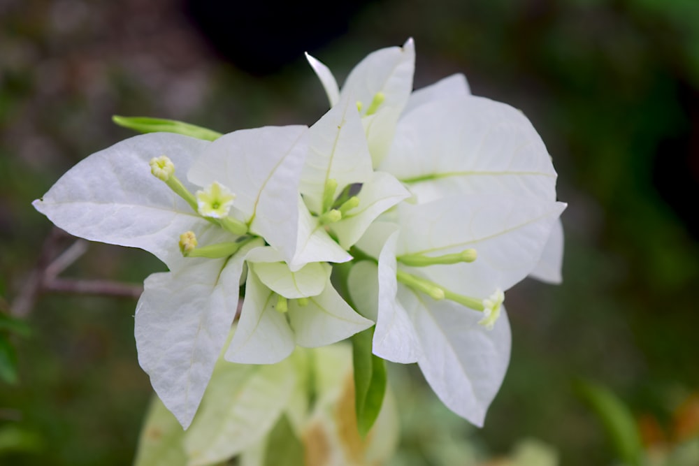 a close up of a white flower with green leaves