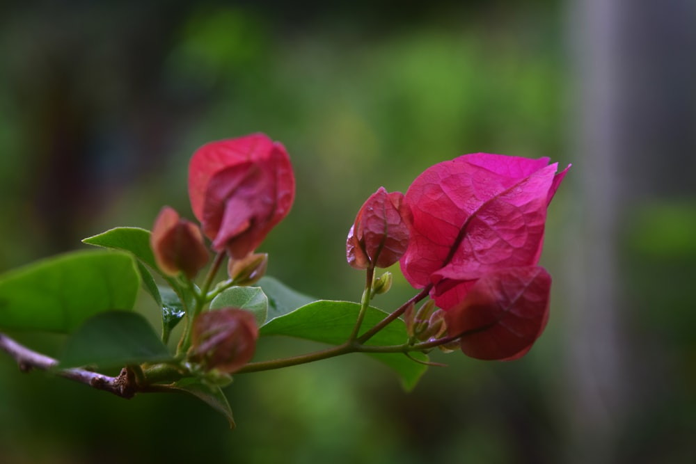 a close up of a pink flower on a branch