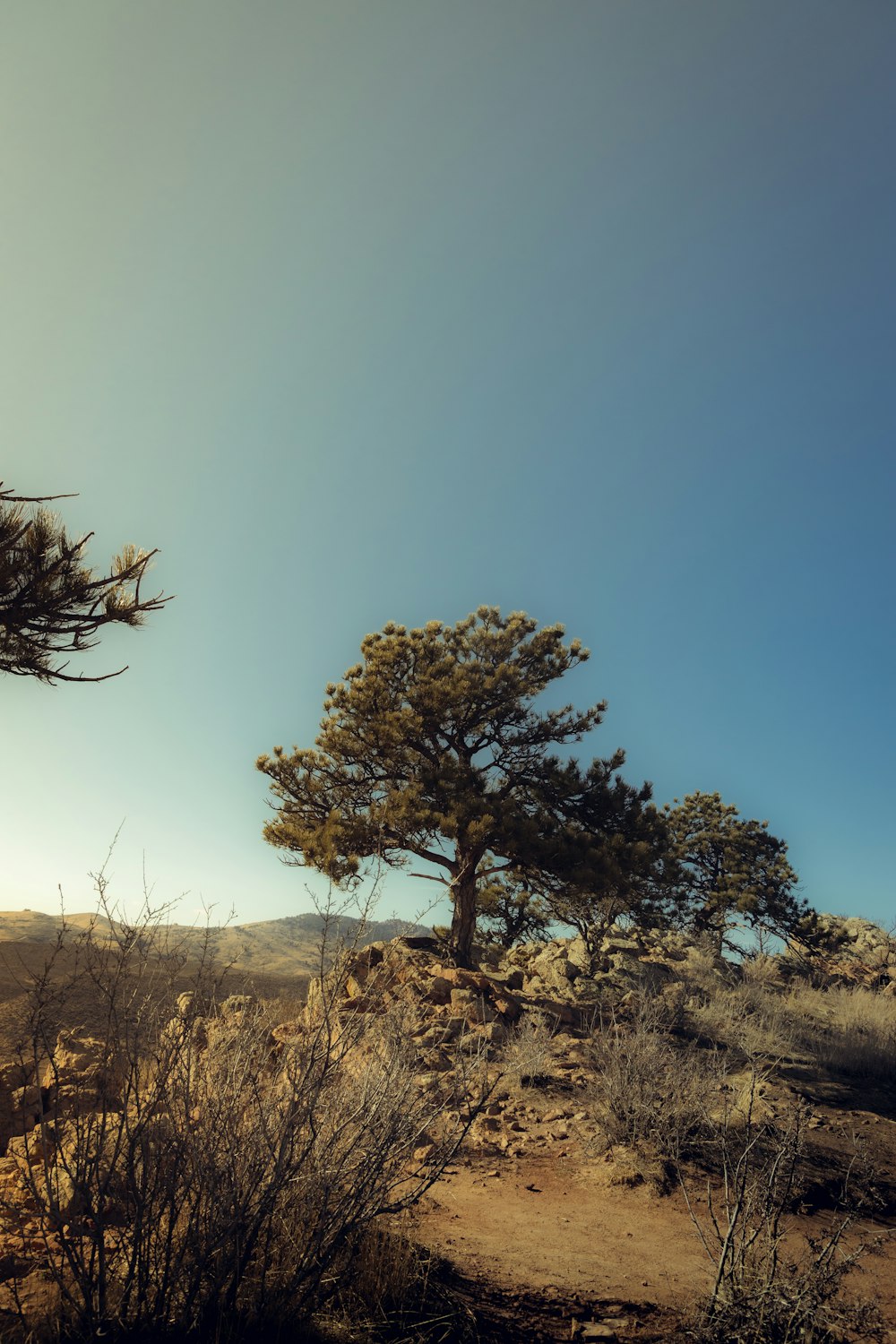 a lone tree in the middle of a desert