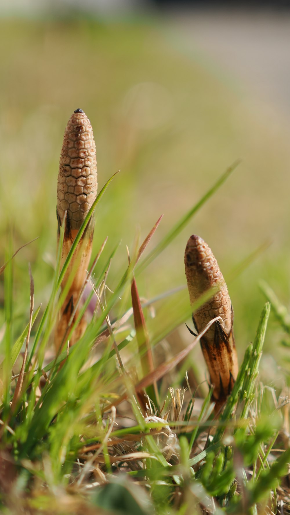 a couple of small mushrooms sitting on top of a grass covered field