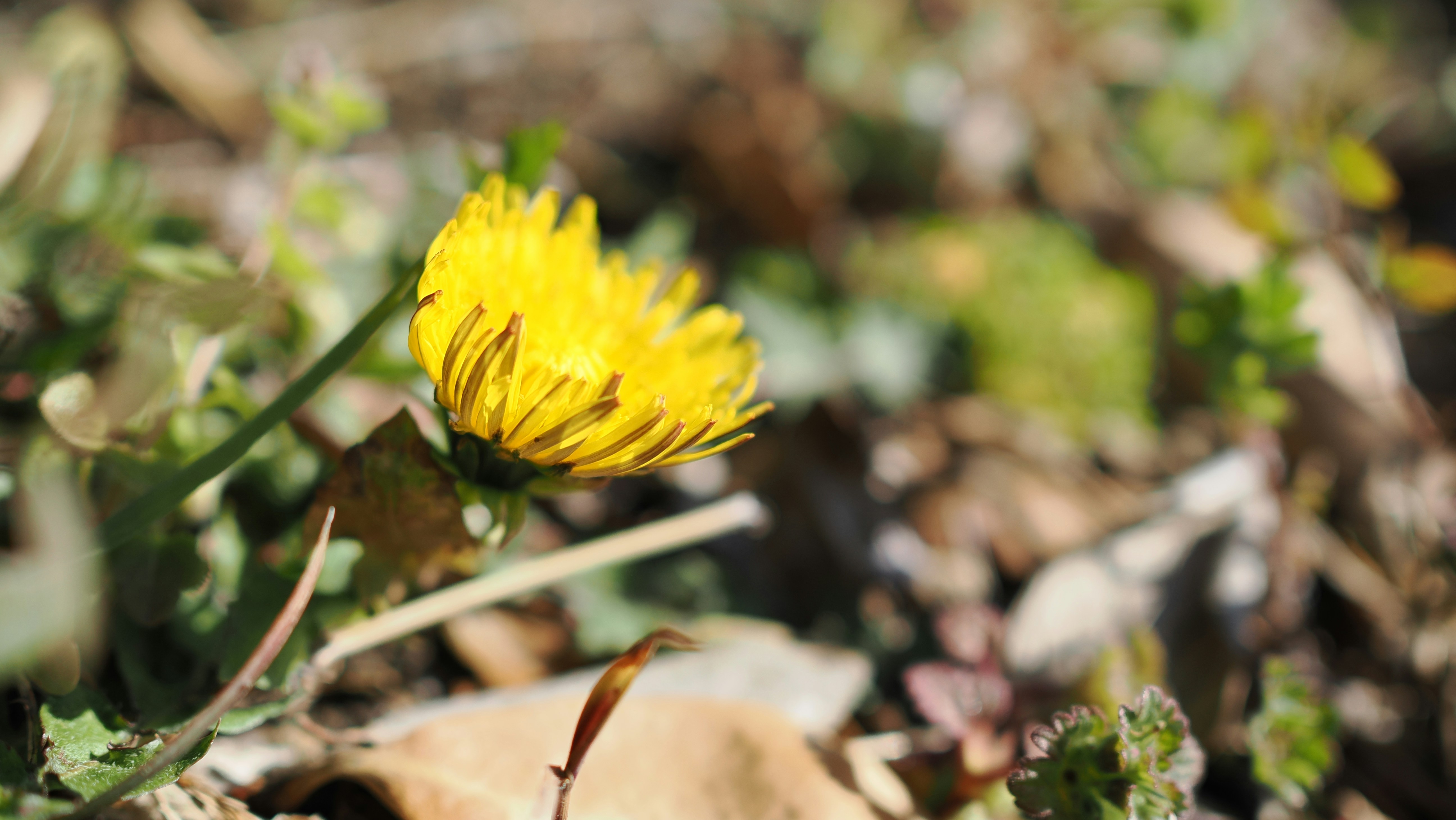 The Pollinator Crisis and Urban Solutions (image credits: unsplash)