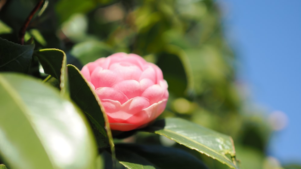 a pink flower that is growing on a tree