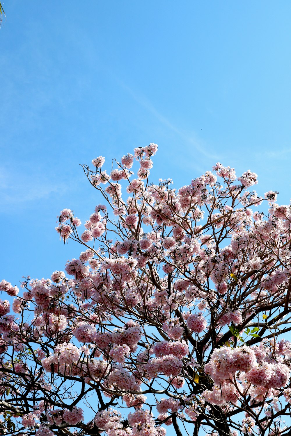 a tree with pink flowers in front of a blue sky